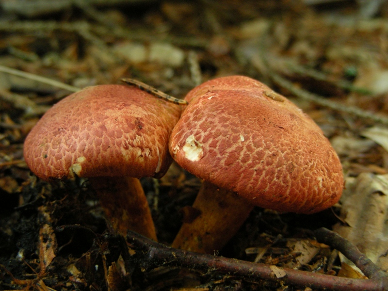 Cortinarius bolaris